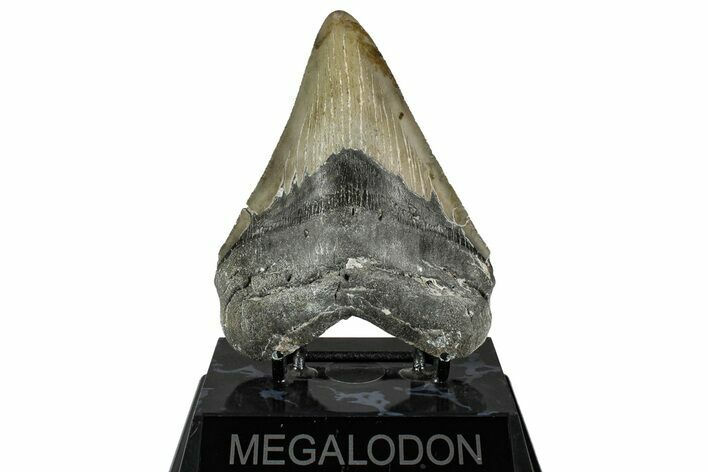 Serrated, Fossil Megalodon Tooth - North Carolina #350590